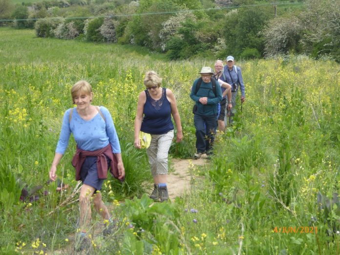 Walk through fields of green and gold with Doncaster Ramblers

