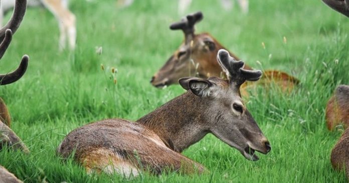 Get Involved: The Wildlife Photography Challenge aims to keep Nottinghamshire connected to nature


