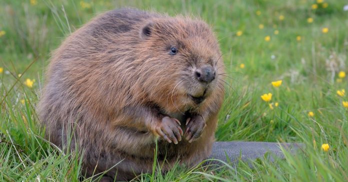 Beavers are reintroduced to the Nottinghamshire countryside for the first time in 400 years

