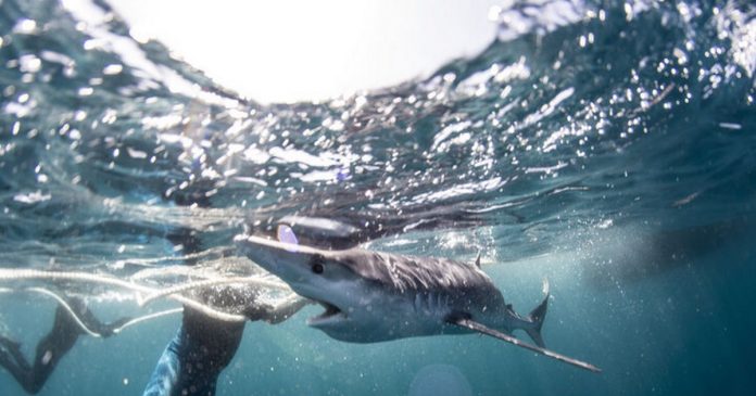Friendly shark makes diving day in snorkeling excursion encounter


