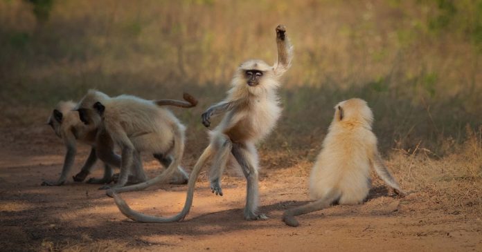 Smiling seal and dancing monkey among the hilarious wildlife photo finalists

