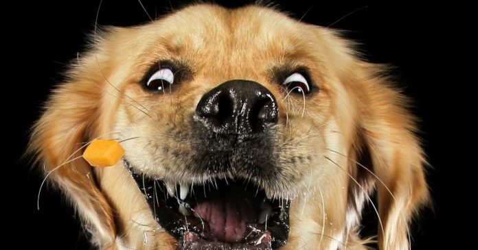 Hilarious pictures of dogs trying to catch cheese raise thousands
