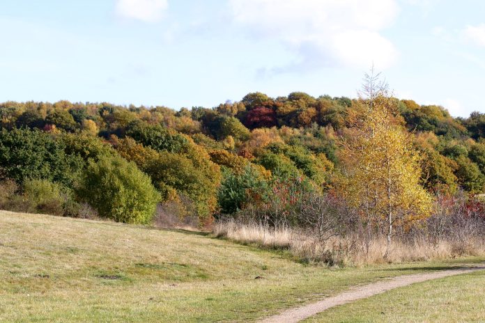 Limited places left for tree-planting session to mark Platinum Jubilee
