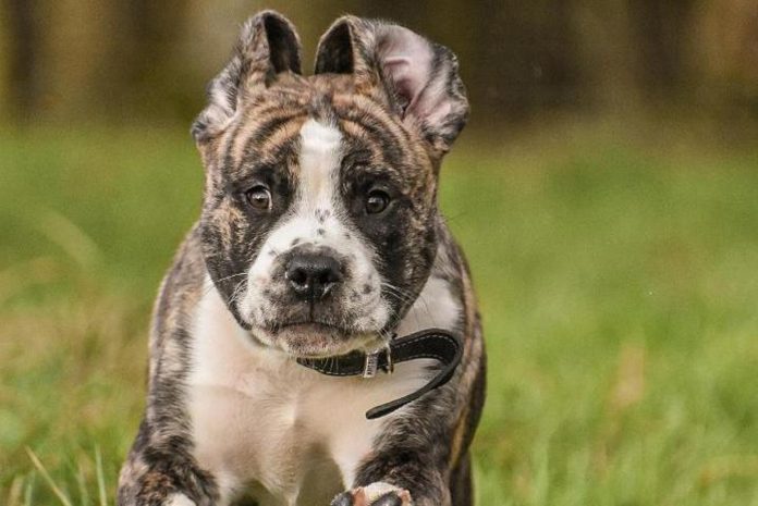 Lancashire youngsters in the running for RSPCA photography competition
