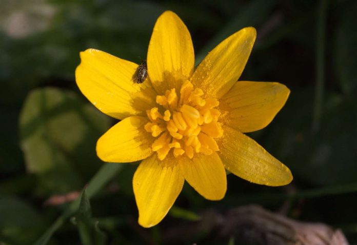 Nottinghamshire Wildlife Trust: Woodland wildflower delights

