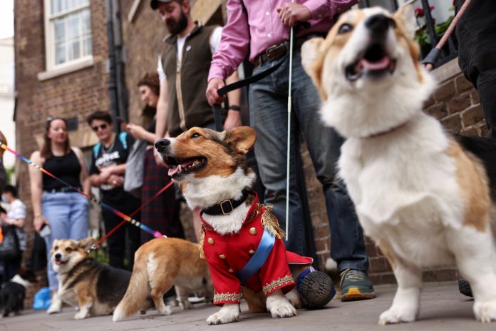 35 free things to do this weekend, from a dance party to a royal-themed flower show
