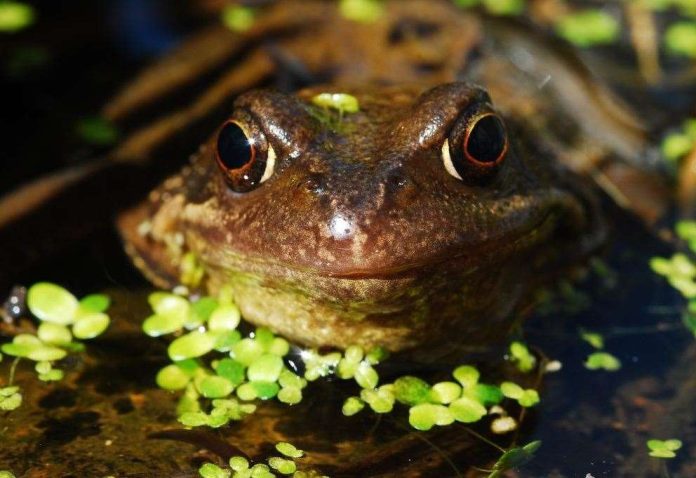 Save water and wildlife give a helping hand
