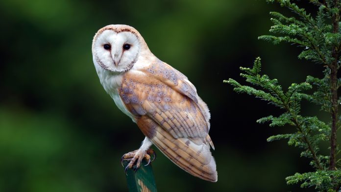 Britain has lost the plot for abandoning a major fracking site for possibly absent owls
