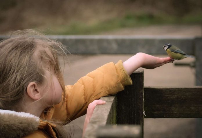 Take the Nottinghamshire Wildlife Trust midwinter nature challenge this Christmas and New Year
